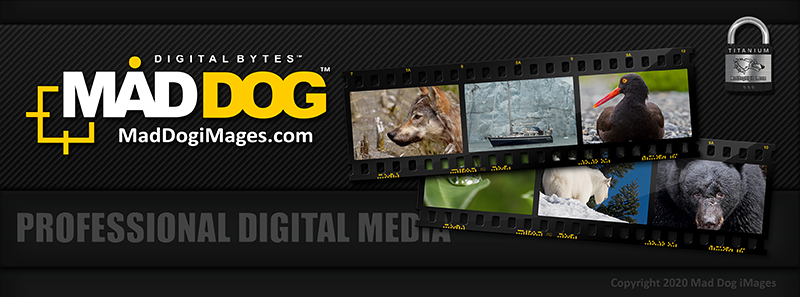 Welcome to Mad Dog iMages!